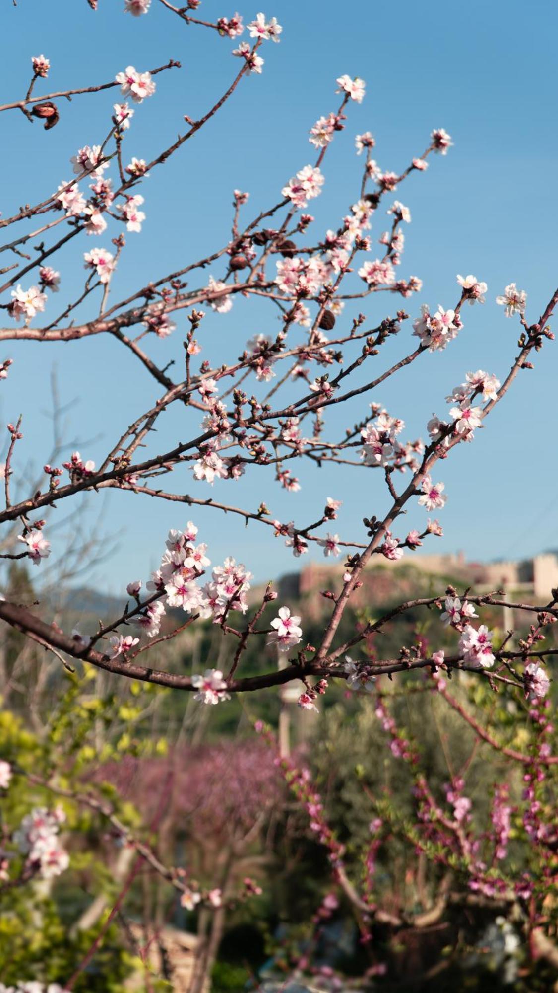 Hotel Mandalin Glamping Selçuk Zewnętrze zdjęcie